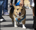 Tour de Corgi