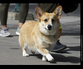 Tour de Corgi