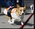 Tour de Corgi