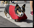 Tour de Corgi