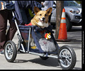 Tour de Corgi