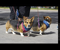 Tour de Corgi