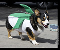 Tour de Corgi
