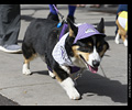 Tour de Corgi