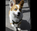 Tour de Corgi