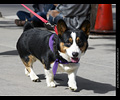 Tour de Corgi
