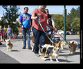 Tour de Corgi