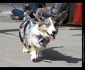 Tour de Corgi