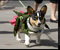 Tour de Corgi
