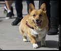 Tour de Corgi