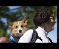 Tour de Corgi