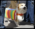 Tour de Corgi