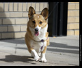 Tour de Corgi