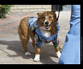 Tour de Corgi