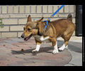 Tour de Corgi