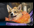 Tour de Corgi