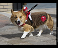 Tour de Corgi