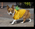 Tour de Corgi