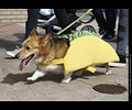 Tour de Corgi