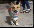 Tour de Corgi