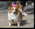 Tour de Corgi
