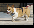 Tour de Corgi