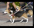 Tour de Corgi