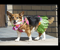 Tour de Corgi
