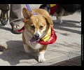 Tour de Corgi