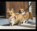 Tour de Corgi
