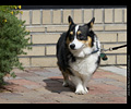 Tour de Corgi