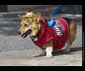 Tour de Corgi