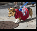 Tour de Corgi