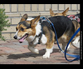 Tour de Corgi