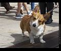 Tour de Corgi