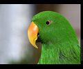 Bath Bird Day 2019
