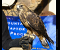 Bath Bird Day 2019