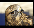 Bath Bird Day 2019