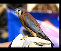 Bath Bird Day 2019