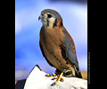 Bath Bird Day 2019