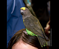 Bath Bird Day 2019