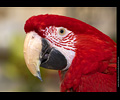 Bath Bird Day 2019