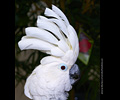 Bath Bird Day 2019