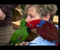 Bath Bird Day 2019