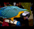 Bath Bird Day 2019