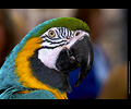 Bath Bird Day 2019