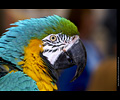 Bath Bird Day 2019