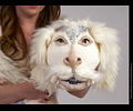 Mirelle - Falcor from Never Ending Story