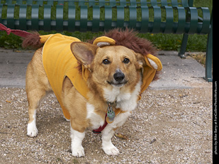 2019-09-28 Tour de Corgi (Cowardly Lion)