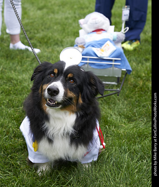 2019-09-28 Tour de Corgi (Doc Corgi)